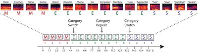 Sound category habituation requires task-relevant attention